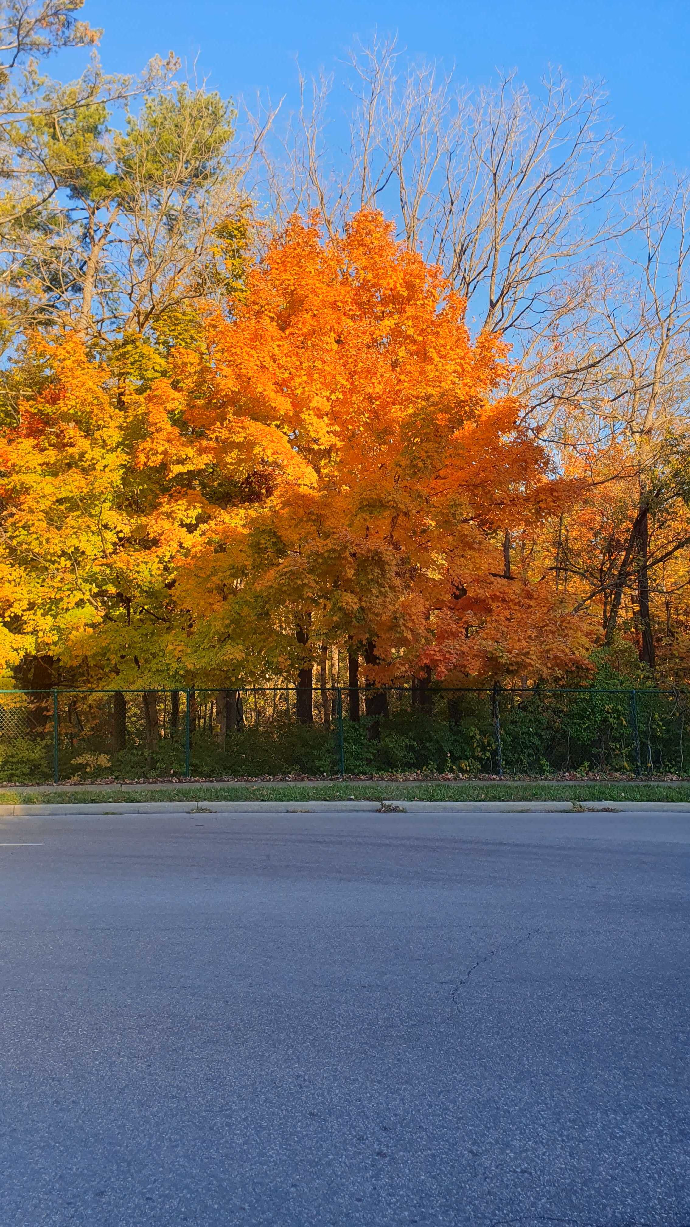 Autumn trees with orange and yellow leaves